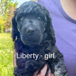 Poodle Puppies from Adventure Abounds Standards