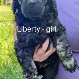 Poodle Puppies from Adventure Abounds Standards