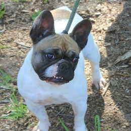 French Bulldogs from The Bully Barn