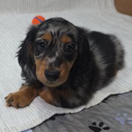 Wildberger - Dapple male Dachshund puppy in Dade City, Florida from Kingpindoxies