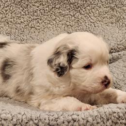 Australian Shepherd Puppies from Skyview Aussies