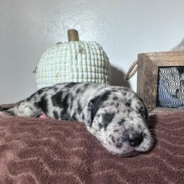 Great Dane Puppies from North Cedar Danes