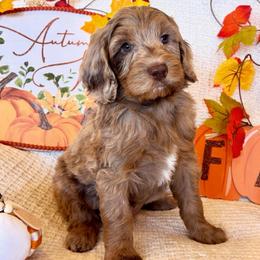Chip - Merle male Goldendoodle puppy in Caldwell, Idaho from Leila Pearson