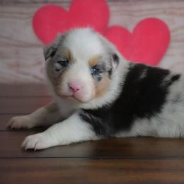 Fantasy - Blue merle female Australian Shepherd puppy in Fultonville, New York from Sandy Aussies & Pomeranians