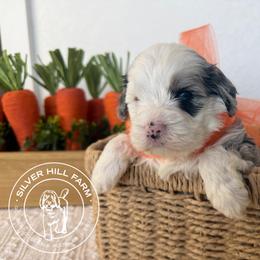 Larkin - Merle male Cavapoo puppy in Fayetteville, Arkansas from Silver Hill Farm