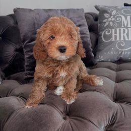 Bubbles - Red  female Goldendoodle puppy in Fort Myers, Florida from Gandy’s Tails of Joy