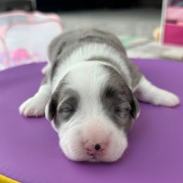 Nasa - Blue merle and white male Cardigan Welsh Corgi puppy in Wekiwa Springs, Florida from It is Corgiland