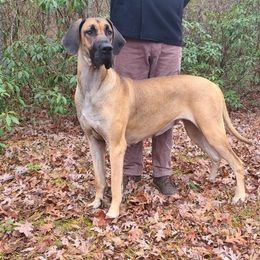 Jersey - Great Dane