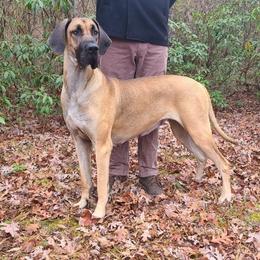 Jersey - Great Dane