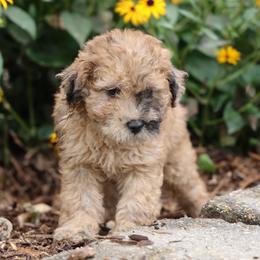 Max - Merle male Whoodle puppy in West Bend, Iowa from Blue Skies Terriers