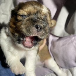 Shih Tzu Puppies from Lauri's Shih Tzus
