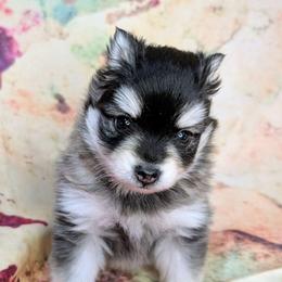 Johnny - 2200 - Black and white male Pomsky puppy in Spring Hill, Florida from www.PuppyTimeEmporium.com