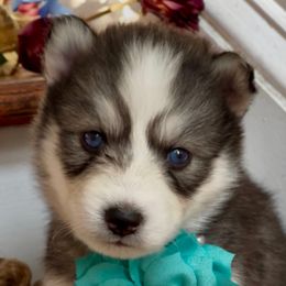 Faith - Agouti and white female Siberian Husky puppy in Atlanta, Georgia from Lobban Huskies