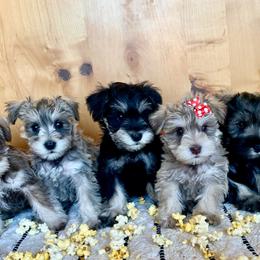 Miniature Schnauzer Puppies from Schnauzers on Robinson Lane