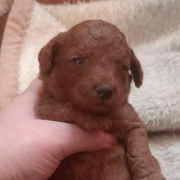 Mystery - Red  male Poodle puppy in Licking, Missouri from Majestic Embrace Poodles