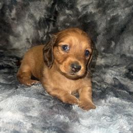 Pepper - Red male Dachshund puppy in Madisonville, Tennessee from L&A Dachshunds