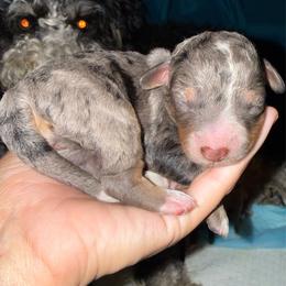 Purple Girl - Merle female Bernedoodle puppy in High Point, North Carolina from Full Hands Farm