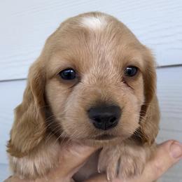 AKC BOY 2 - Piebald male Dachshund puppy in Bolivar Peninsula, Texas from A and G Dachsunds