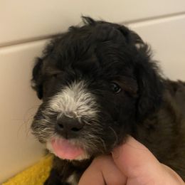 Schnoodle Puppies from Noodle Tings Puppies