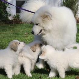 Great Pyrenees from Judith Cooper’s Great Pyrenees