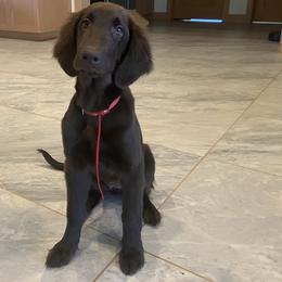 Red - Liver female Flat-Coated Retriever puppy in Kaanapali, Hawaii from Kaia Golden Flat Coat