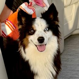 Miniature American Shepherds and Toy Australian Shepherds from Red Hawk Ranch Toy Aussies & Mini American Shephards