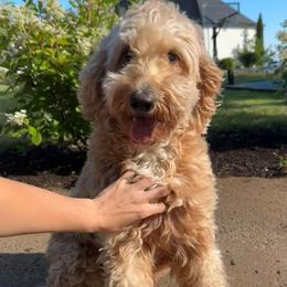 Karter - Goldendoodle
