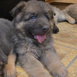Grayson - Blue male German Shepherd puppy in Buckfield, Maine from Levesques German Shepherds