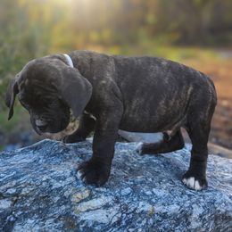 Gray Collar - Black brindle male Cane Corso puppy in Catawba, North Carolina from Catawba Cane Corso