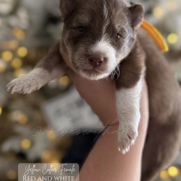 Eclipse - Red and white female Siberian Husky puppy in Manteca, California from Wolves with Amor