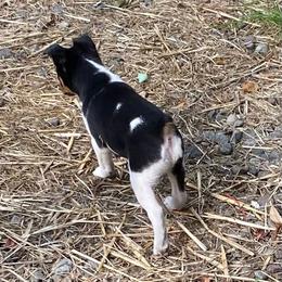 Kona - Black and white male Rat Terrier puppy in Gig Harbor, Washington from DHart Farm & Kennel