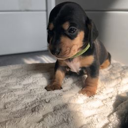 Banjo - Black and tan male Dachshund puppy in Los Angeles, California from Dachshunds of the Desert