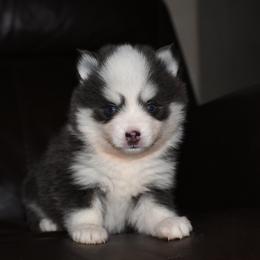 Zak - Blue male Pomsky puppy in Coos Bay, Oregon from Ocean View Pomskies