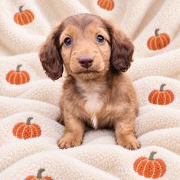 Twix - Red male Dachshund puppy in Bartlett, Illinois from Dachshundsnextdoor