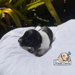 Safi (CKC) - Piebald female Dachshund puppy in Ocala, Florida from The Wiener Family