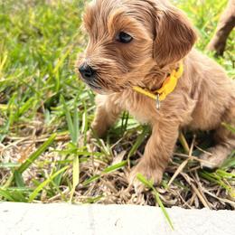Goldendoodle Puppies from Darling Doodles