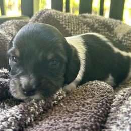 Carl dean - Piebald male Dachshund puppy in Dobson, North Carolina from Oakleys Dachshund Haven