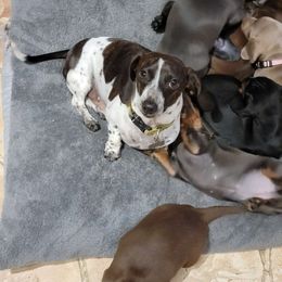 Cooper - Dachshund
