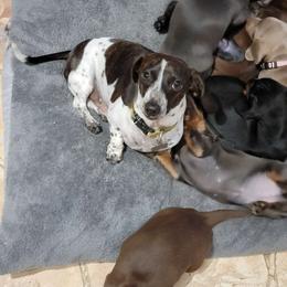 Cooper - Dachshund