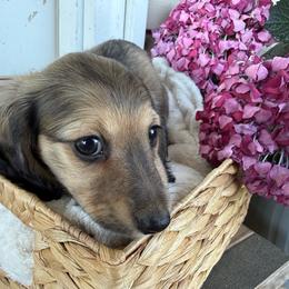 Bruno - Cream male Dachshund puppy in Ranburne, Alabama from Camdox