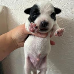 Panda - Parti male Yorkshire Terrier puppy in Lakeland, Florida from You Me & The Yorkies