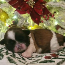 Girl 2 - Gold and white female Shih Tzu puppy in North Carolina from WillowCreek Mountain View Shih Tzu