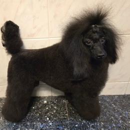 Jarvis - Poodle