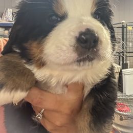 Barrow - Black tan and white male Bernese Mountain Dog puppy in Rose Hill, North Carolina from Red Door Canines