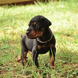 Mune - Black and rust male Doberman Pinscher puppy in Toney, Alabama from Bhon Mhuir Dobermanns
