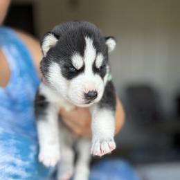 Green Collar - Black and white male Siberian Husky puppy in Bakersfield, California from Lotus Husky Pack