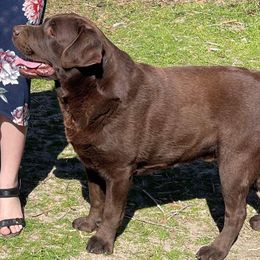 Dilute Retrievers, French Bulldogs, and Labrador Retrievers from Quiet Valley Ranch Labradors and Frenchies