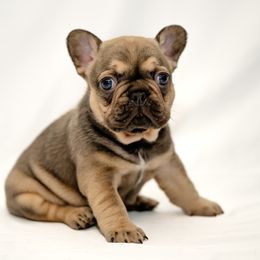 American Bully and French Bulldog Puppies from Obduro Bullies and Frenchies