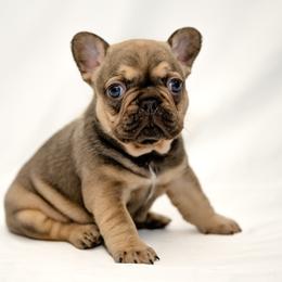 American Bully and French Bulldog Puppies from Obduro Bullies and Frenchies