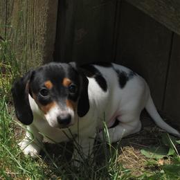 Dachshund puppies from Lori's Cavalier King Charles Spaniels & Dachshunds